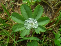 Aslan Pençesi Adet Söktürücü Kullanımı ve Faydaları Nelerdir?