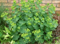 Aslan Pençesi Kullananlar