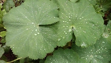 Aslan Pençesi Yaprağı Kullanımı ve Faydaları Nelerdir?