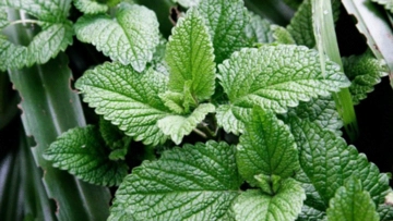 Aslan Pençesi Kürü Özellikleri ve Faydaları Nelerdir?