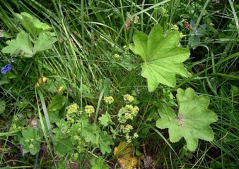 Aslan Pençesi Zararları Nelerdir?