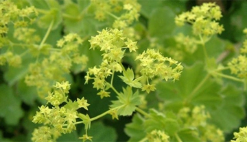 Aslan Pençesi Kullanımı ve Faydaları Nelerdir?